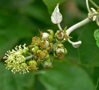 Image result for Croton megalobotrys