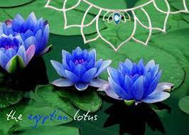 The Egyptian Lotus Spring 2013 Inspiration Blue Lotus Flower Lotus Flower Meaning Lily Seeds