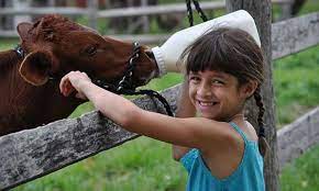Check spelling or type a new query. Petting Farms In Michigan Detroit And Ann Arbor Metro Parent