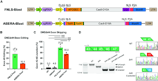 Lentiviral base editing and exon skipping in a human myoblast model of...