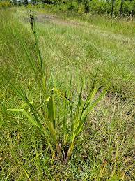 Image result for Scleria lacustris