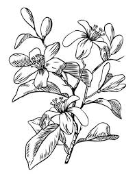Black And White Orange Blossom Clip Art Blossom Illustrations Royalty Free Vector Graphics Clip Art Istock In 2020 Blossom Tattoo Orange Blossom Blossoms Art