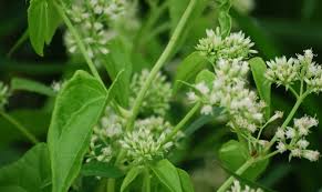 Image result for Mikaniopsis