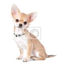 Die kleinen werden zum zeitpunkt der. Schone Chihuahua Welpen Mit Schmuck Halskette Isoliert Auf Weissem Leinwandbilder Bilder Unnachgiebig Necklet Chihuahua Myloview De