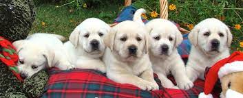 White lab puppy wet puppy laying down. Classic Labrador Retrievers