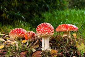 Maybe you would like to learn more about one of these? Deep Learning And Poisonous Mushrooms By Cyrill Glockner Towards Data Science