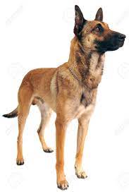 He's described as always in motion when not under command. Purebred Belgian Sheepdog Malinois On A White Background Stock Photo Picture And Royalty Free Image Image 12603473