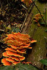 Chicken of the woods is a vital species, supporting a host of wildlife. Laetiporus Wikipedia