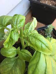 I have noticed a sudden proliferation of brown spots on my basil and chocolate mint plants and it has appeared in the last 2 days. Pin On Gardening