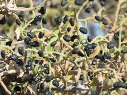 Image result for Gymnosporia tenuispina