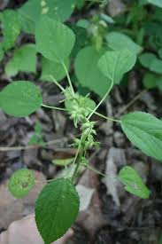 Image result for Acalypha ciliata