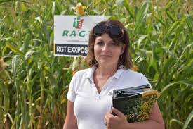 Ponad 100 odmiany kukurydzy na jednym polu. Jak poradziły sobie w  ekstremalnych warunkach?