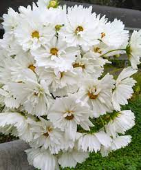 The yellow flowers grow in an umbrella pattern like other plants in the carrot family. Getting Started In Cut Flowers Top 15 Cuts Johnny S Selected Seeds