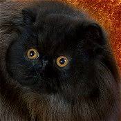 Pretty beautiful persian cat on black background. Persian The Cat Fanciers Association Inc
