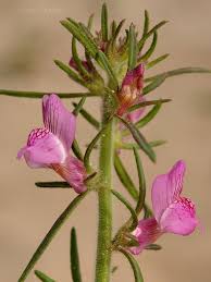 Image result for Misopates orontium