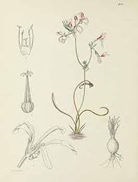 Image result for Limosella maior