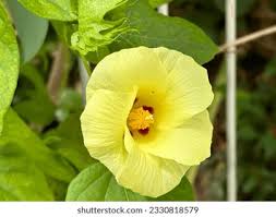 Image result for Gossypium barbadense