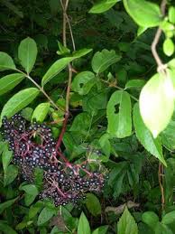 Maybe you would like to learn more about one of these? Elderberry Vs Pokeberry Herbal Roots Zine Elderberry Plant Elderberry Bush Wild Plants