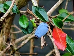 Image result for Berberis verruculosa