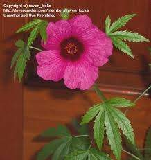 Image result for Hibiscus cannabinus