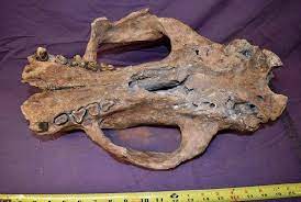 With over 0 lots available for antique fossil bone we've listed 279 items matching fossil bone on liveauctioneers. Nothrotheriops Ground Sloth Skull Fossil Ground Sloth Sloth Mammals