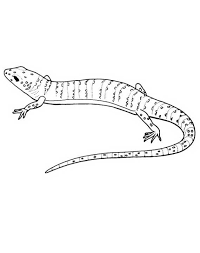 1 pagina da colorare geco lucertola salamandra disegnata a mano per rilassarvi e divertirvi. Animali Lucertola Da Stampare E Colorare