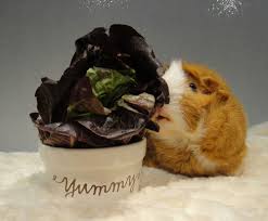 Guinea Pig Diet