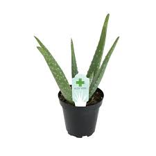 Aloe vera plant is rich in polysaccharides too, active agents that help cure ulcers and numerous digestive disorders. Altman Plants 3 5 In Aloe Vera Plant 0881032 The Home Depot