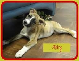 Adopt Abby On Boxer Dogs Dogs