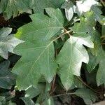 Image result for Rhoicissus rhomboidea