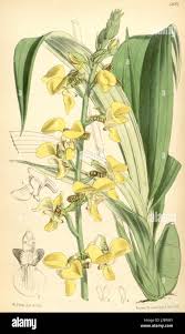 Image result for Eulophia ensata