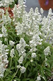 Image result for Salvia farinacea