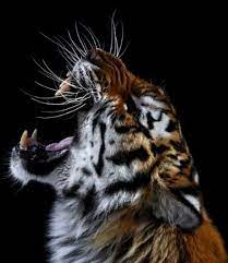 Ready For Your Close Up Photographer Snaps Elephants Tigers And Lions From Just A Few Feet Away Wild Animals Photography Animals Wild Animals