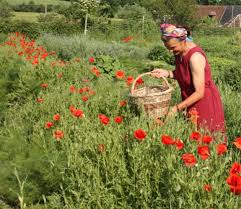 Plantes aromatiques et m�dicinales book. Jardin D Even Tisanes Et Infusions