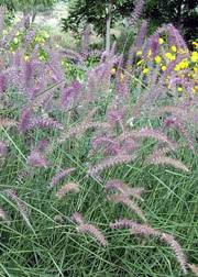 Pennisetum orientale 'karley rose' by owl prints. Pennisetum Fountain Grass