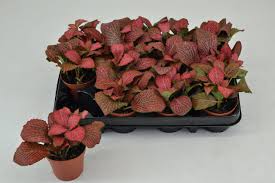 Kurt kulağı, kraton çiçeği, fil kulağı yaprakları ince olan bitkilerin nem ihtiyacı daha yoğunken; Fittonia Hypoestes Kirmizi Yaprakli Fittonia Bitkisi Sus Bitkileri Ve Cicekler