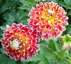 Image result for hoa