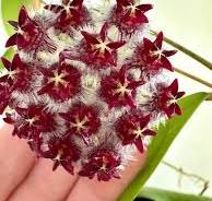 Uncommon/Rare Hoya Mystery Cutting Bundle (5 Fresh Cuttings)