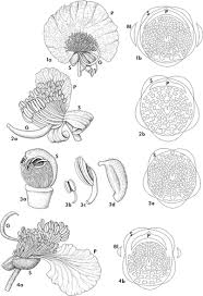 Image result for Ateleia herbert-smithii