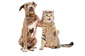 What we're about this is a club for eveyone who has or has had a pet. Pets R Us Malta Pets R Us Pet Hotel For More Facebook