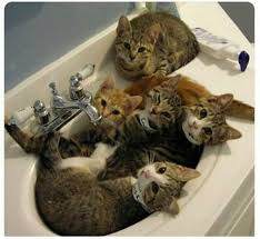 Arkadaslarla Cesme Deyiz Cok Sirin Hayvanlar Cute Kittens Kedileri Seviyorum