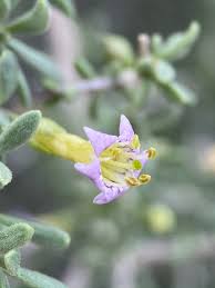 Image result for Lycium pilifolium