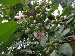 Mata daun is an application for rapid chlorophyll and nitrogen leaf reader. Kebun Bahagia Bersama Pucuk Mata Pelanduk