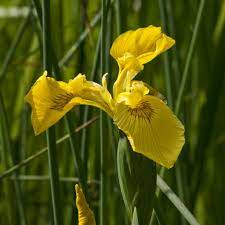 Yellow Flag Iris Flower Clippix Etc Educational Photos For Students And Teachers Iris Flowers Iris Flowers
