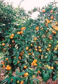 Satsuma fruit(mandarins) boast an impressive nutritional. 1 Satsuma Mandarin Orange Fruit 3 Tree Real Live Plant Seedling Buy Online In United Arab Emirates At Desertcart Ae Productid 134953759