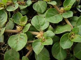 Image result for Alternanthera pungens