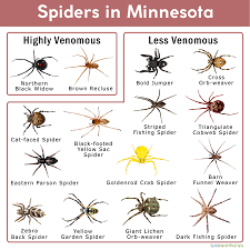 They don't spin webs and don't catch their prey in them; Spiders In Minnesota List With Pictures