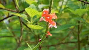 Image result for Stachytarpheta mutabilis