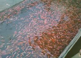 20 Cara Budidaya Ikan Nila Di Kolam Terpal Untuk Pemula Lengkap