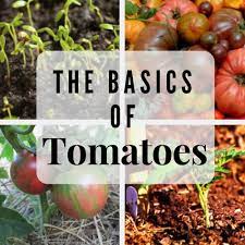 Repotting And Transplanting Tomato Seedlings Garden Org Tomato Seedlings Veg Garden Tomato Garden